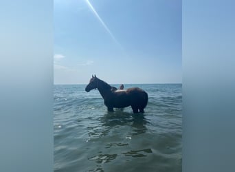 Selle Français, Gelding, 7 years, 15,2 hh, Brown