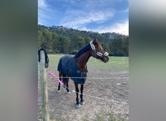 Selle Français, Gelding, 7 years, 15,2 hh, Brown