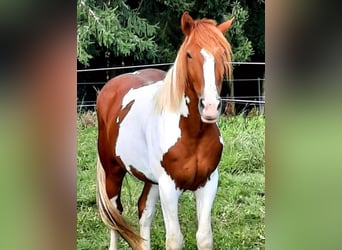 Selle Français Mix, Gelding, 7 years, 15,2 hh, Pinto