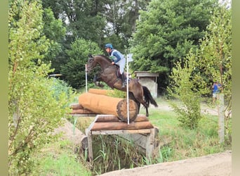 Selle Français, Gelding, 7 years, 16.1 hh, Brown
