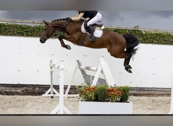 Selle Français, Gelding, 7 years, 16 hh, Brown