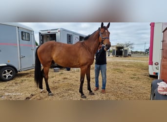 Selle Français, Gelding, 7 years, 16,1 hh, Brown