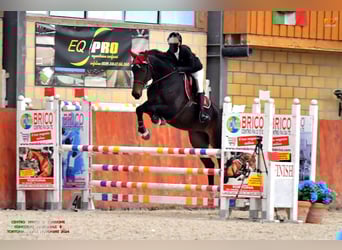 Selle Français, Gelding, 7 years, 16,2 hh, Brown
