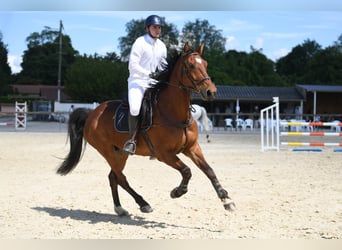 Selle Français, Gelding, 7 years, 16,3 hh, Brown