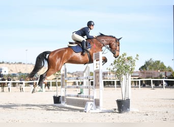 Selle Français, Gelding, 7 years, 17.1 hh, Brown
