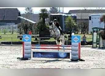 Selle Français, Gelding, 7 years, 17 hh, Grey-Fleabitten