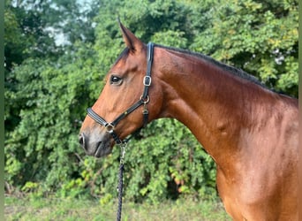 Selle Français, Gelding, 7 years, 17,1 hh, Brown