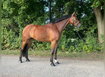 Selle Français, Gelding, 7 years, 17,1 hh, Brown