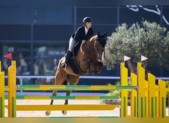 Selle Français, Gelding, 7 years