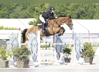 Selle Français, Gelding, 7 years