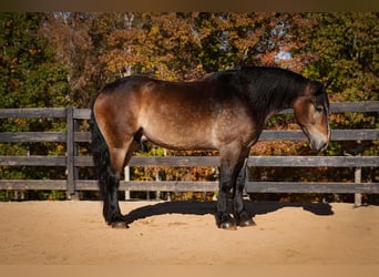 Selle Français Mix, Gelding, 7 years