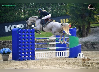 Selle Français, Gelding, 7 years, White