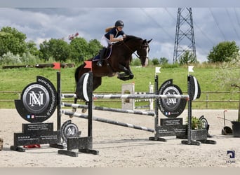 Selle Français, Gelding, 8 years, 16,1 hh, Black