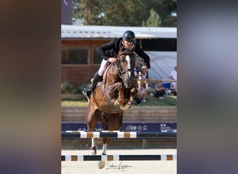 Selle Français, Gelding, 8 years, 16.1 hh, Chestnut