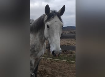 Selle Français, Gelding, 8 years, 16 hh, Grey-Dapple