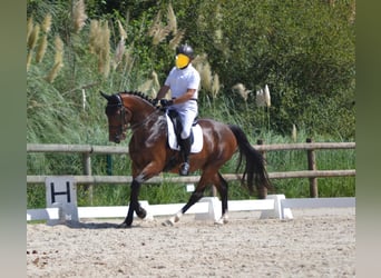 Selle Français, Gelding, 8 years, 17 hh, Brown