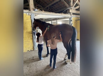 Selle Français, Gelding, 8 years, 17 hh, Brown