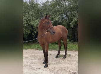 Selle Français, Gelding, 8 years, 17,1 hh, Brown