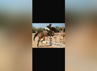 Selle Français, Gelding, 9 years, 14.1 hh, Brown