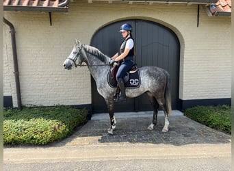 Selle Français, Gelding, 9 years, 14,1 hh, Gray