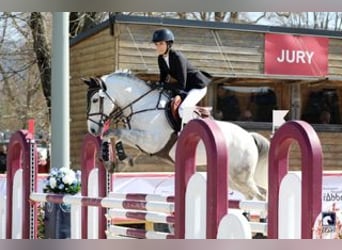 Selle Français, Gelding, 9 years, 14.2 hh, Grey