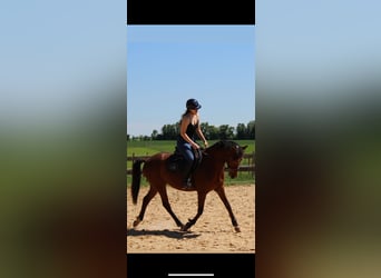 Selle Français, Gelding, 9 years, 15.2 hh, Brown