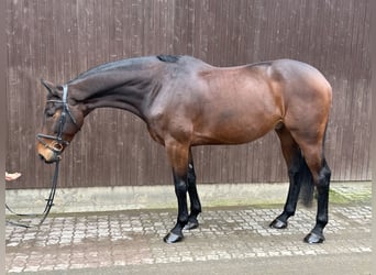 Selle Français, Gelding, 9 years, 16.2 hh, Brown