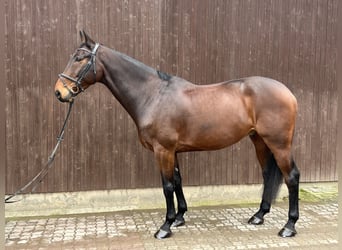 Selle Français, Gelding, 9 years, 16.2 hh, Brown