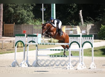Selle Français, Gelding, 9 years, 16 hh, Brown