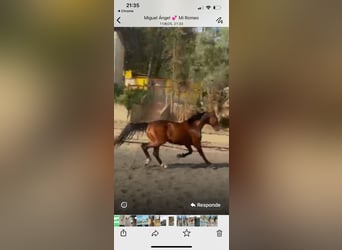 Selle Français, Gelding, 9 years, 16 hh, Brown