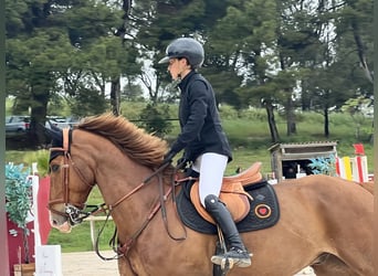 Selle Français, Gelding, 9 years, 16,1 hh, Chestnut-Red