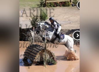 Selle Français, Gelding, 9 years, 16,1 hh, Gray