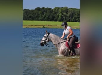 Selle Français, Gelding, 9 years, 16,2 hh, Grey