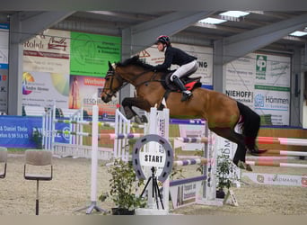 Selle Français, Gelding, 9 years, 17 hh, Bay