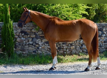 Selle Français, Gelding, 9 years, 17 hh, Brown