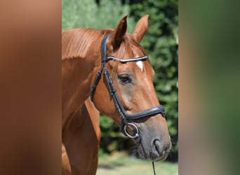 Selle Français, Gelding, 9 years, 17 hh, Brown