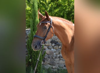 Selle Français, Gelding, 9 years, 17 hh, Brown