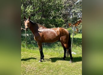 Selle Français, Gelding, 9 years, 17,1 hh, Brown
