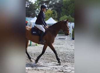 Selle Français, Giumenta, 10 Anni, 162 cm, Baio