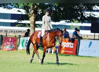 Selle Français, Giumenta, 11 Anni, 164 cm