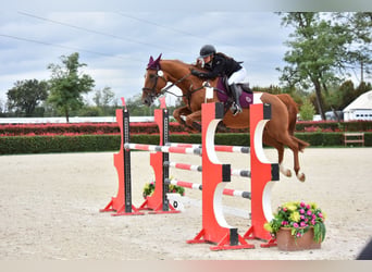 Selle Français, Giumenta, 11 Anni, 164 cm, Sauro