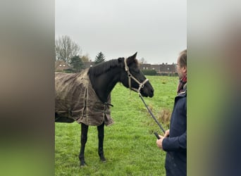 Selle Français, Giumenta, 12 Anni, 163 cm, Morello