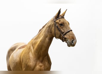 Selle Français, Giumenta, 12 Anni, 172 cm