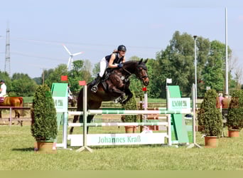 Selle Français, Giumenta, 12 Anni, 176 cm, Baio scuro