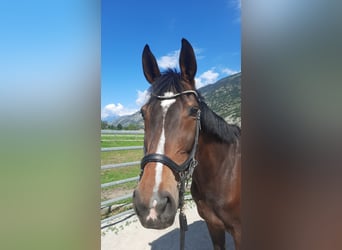 Selle Français, Giumenta, 13 Anni, 170 cm, Baio scuro