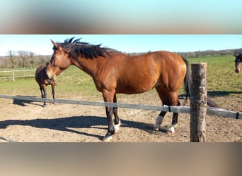 Selle Français, Giumenta, 13 Anni, 175 cm, Baio