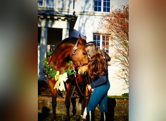 Selle Français, Giumenta, 15 Anni, 155 cm, Baio
