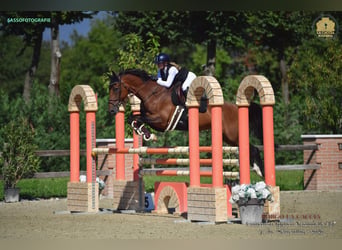 Selle Français, Giumenta, 16 Anni, 168 cm, Baio