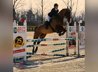 Selle Français, Giumenta, 16 Anni, Sauro