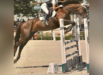 Selle Français, Giumenta, 19 Anni, Sauro scuro